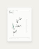 Laurel — Herbario de Umbral I