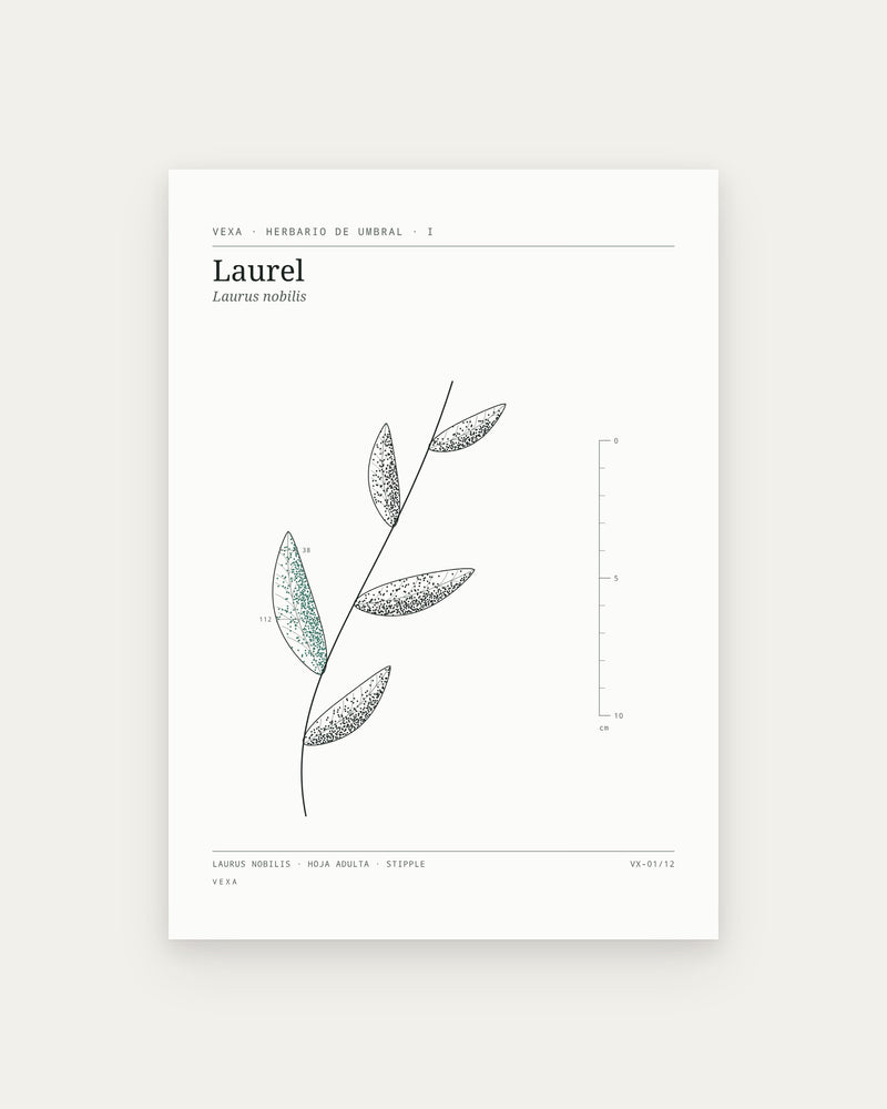 Laurel — la lámina completa